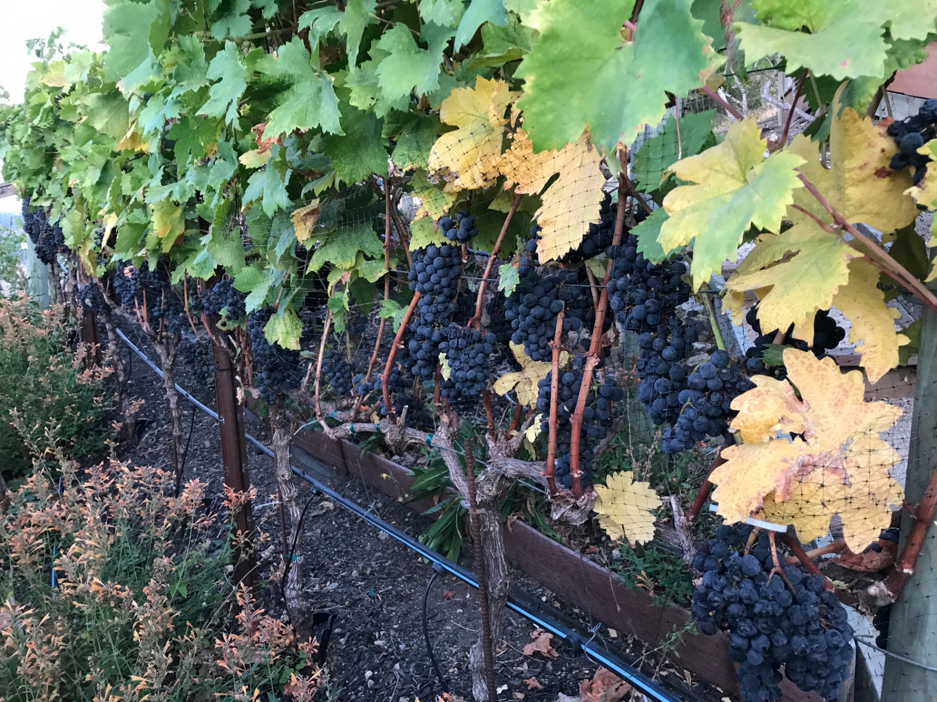 A row of vines heavy with ripe dark grapes ready for harvest