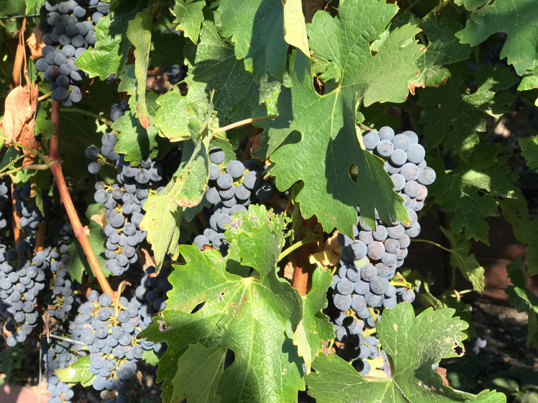 Dark grape clusters hanging beneath a healthy green canopy