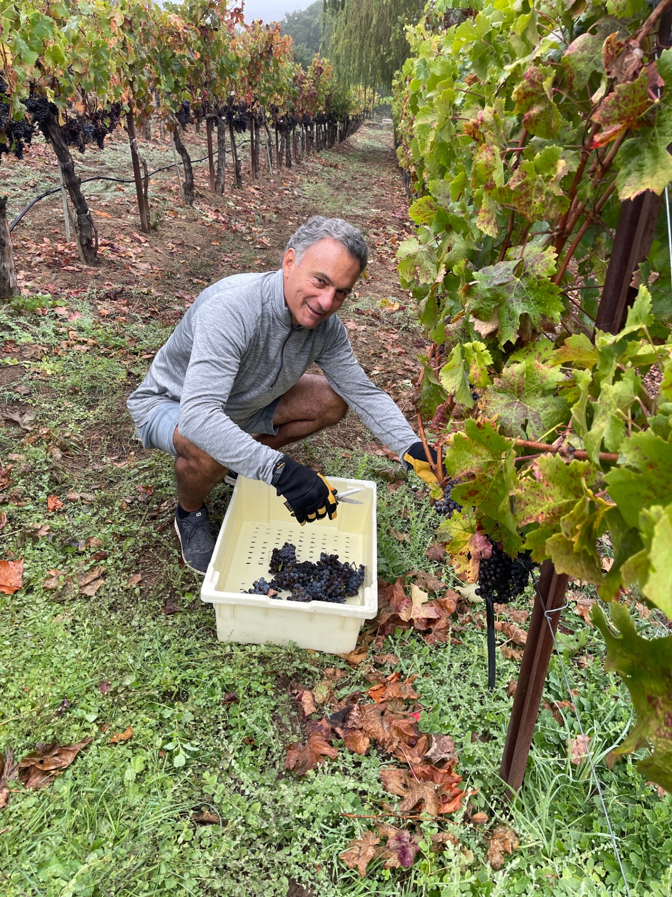 Maury kneeling in the vineyard harvesting grapes into a bin