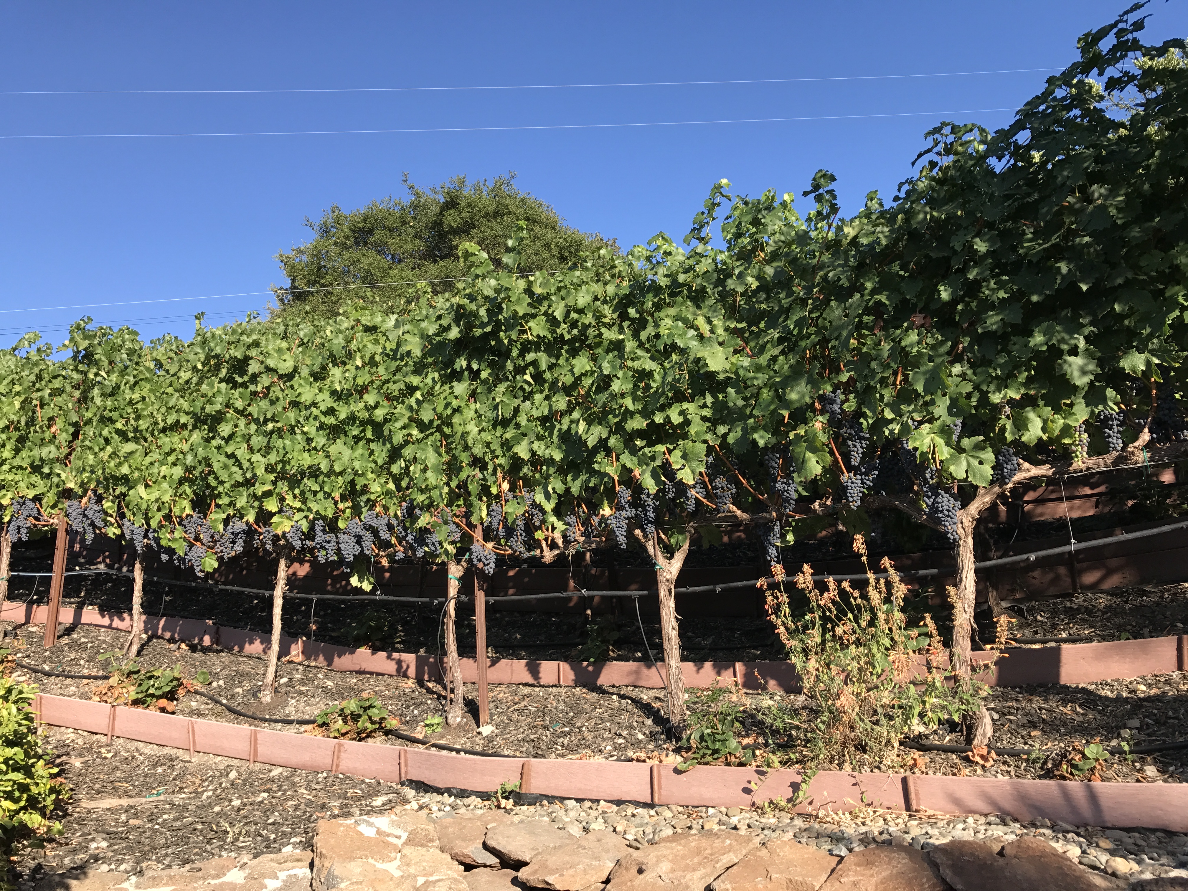 Rows of grape vines laden with dark fruit at Humm Vineyard