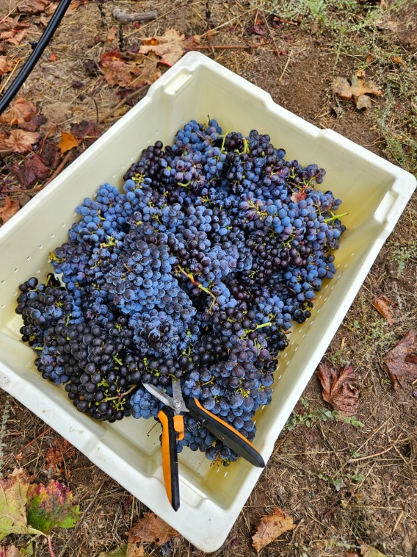 Bin of freshly harvested dark grapes with pruning shears